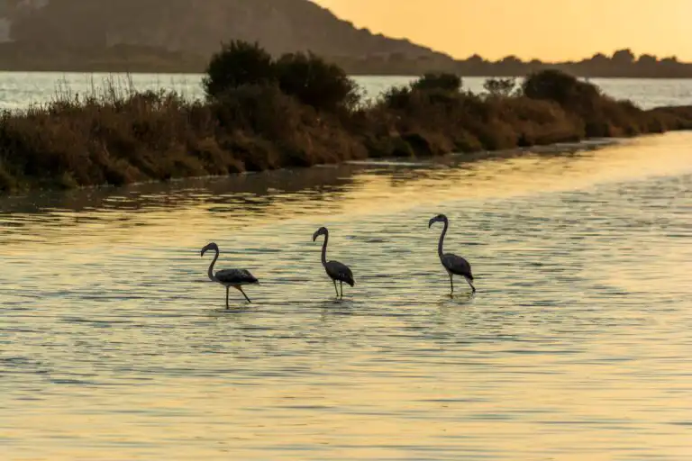 Gialova lagoon flamingos birdwatching, Natura 2000 Messinia Greece